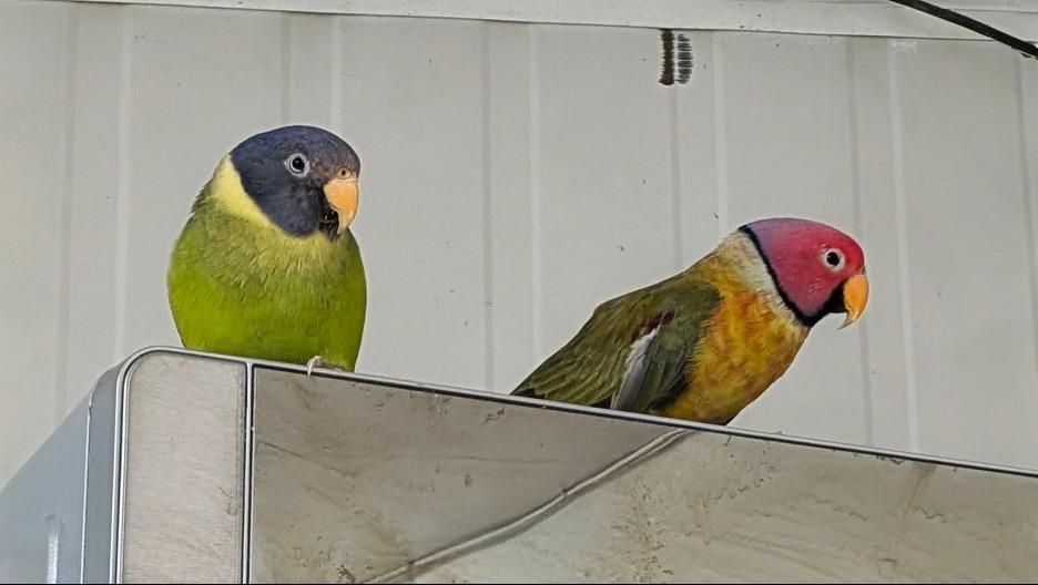 Brids